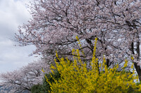 桜とレンギョウ