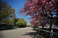 馬事公苑の八重桜