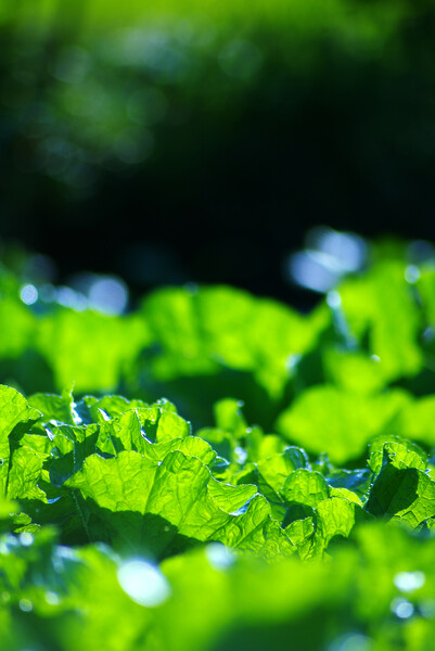 野菜畑