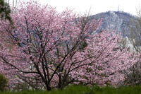 中島公園の桜2