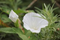 ヒルガオ白花