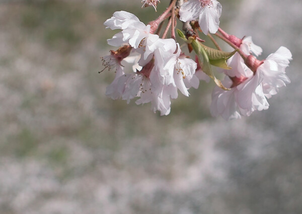 【質】桜色