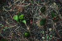 ヒヤシンスの花芽