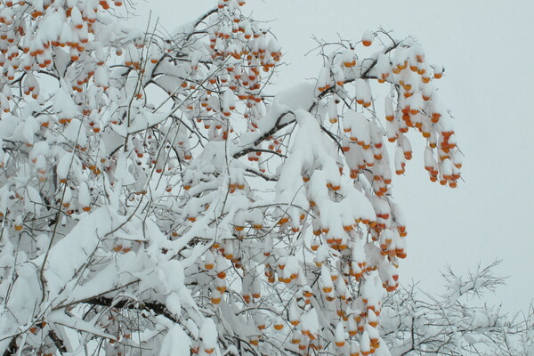 会津の冬