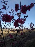 青空と公園の小さい梅の花