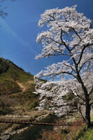 京北方面の桜