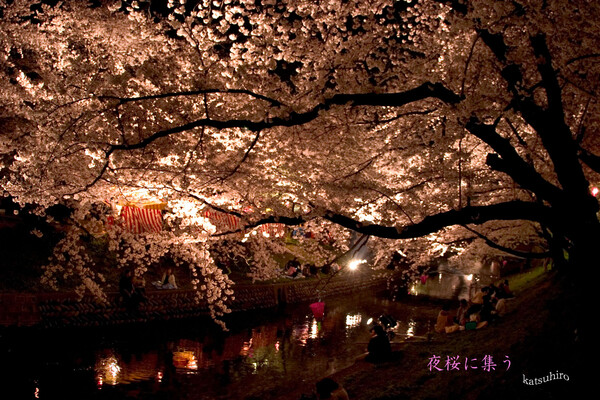 夜桜に集う！