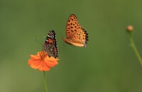 私にも蜜吸わせて！