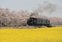真岡鉄道　春Ⅱ