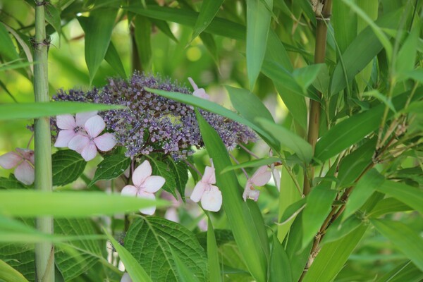 竹と紫陽花