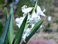 白い小さい花