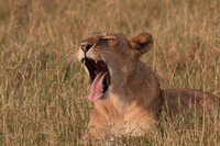 A yawning Lion