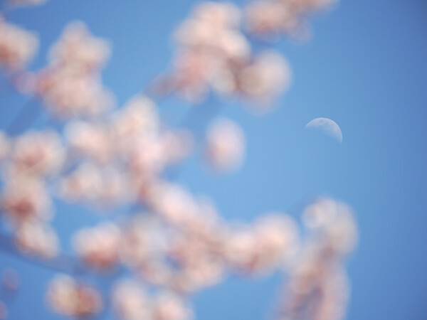 九重神社〜春の月〜