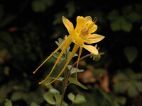 Aquilegia chrysantha 