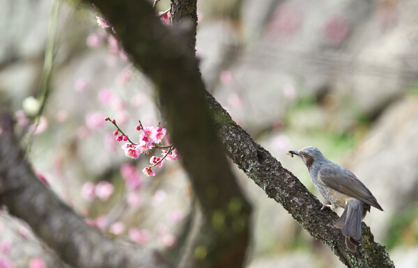 花より団子？