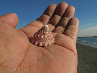 小さな貝殻