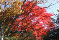 笠間稲荷神社の紅葉
