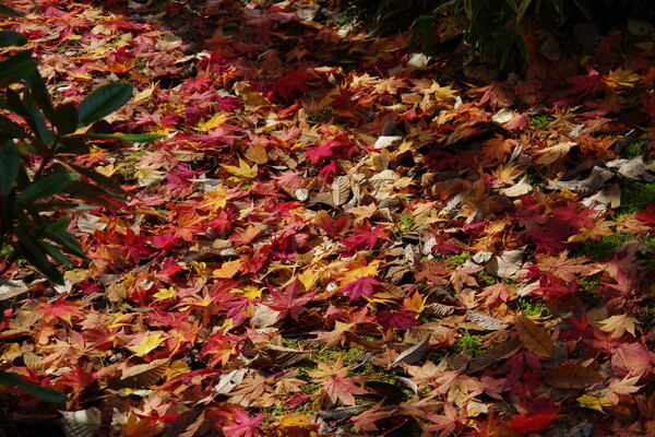 秋の色#6