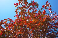 庭木の紅葉