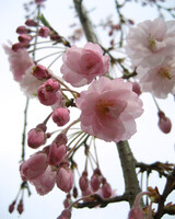 枝垂れ桜、咲き始めた頃