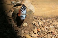 山道にアサギマラダ