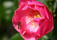 薔薇と蜂