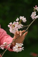 【桜】櫻色の指先・・・