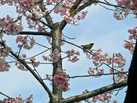 【花のある情景】河津桜とメジロ