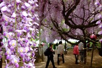 藤寺