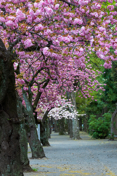八重桜　満開