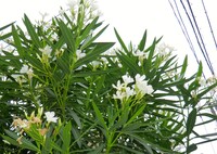 白い夾竹桃