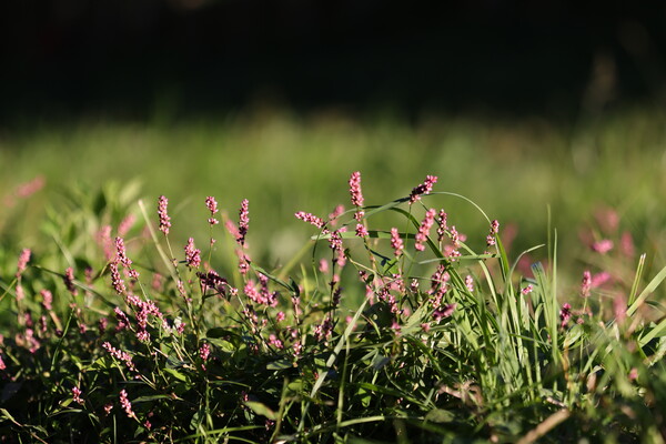 秋の花（その１）イヌタデ