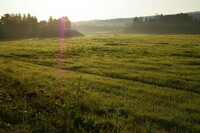 夜明けの牧草地
