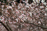 【逆】桜