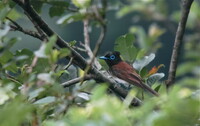 サンコウチョウ♀