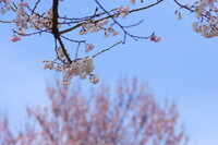 桜にさくら