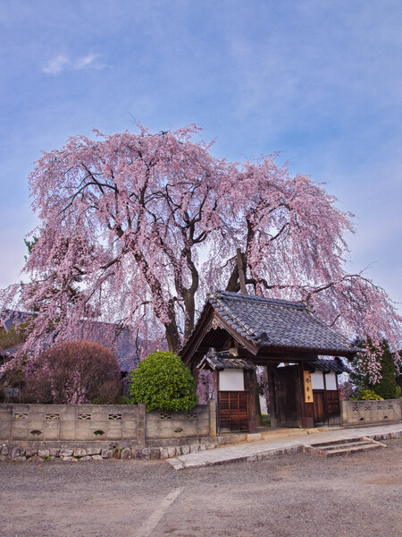 【縦画像】 増泉寺のしだれ桜