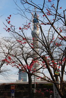紅梅と東京スカイツリー