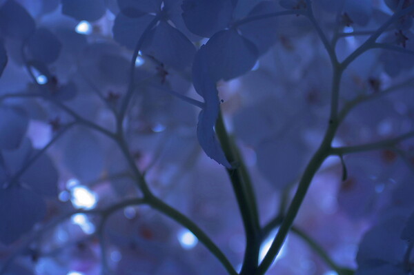 裏見の紫陽花