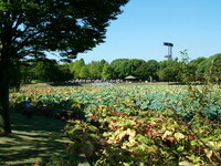 長居植物園１