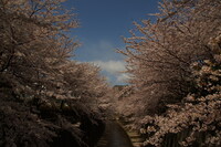 「春」桜満開。