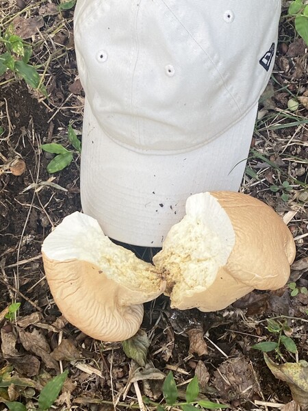 食パンキノコ、割ってみたら