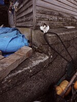 漁師小屋の猫