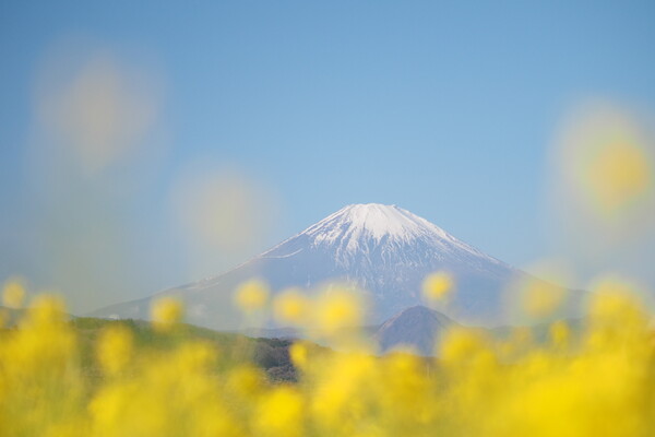 富士の裾野に春の香り