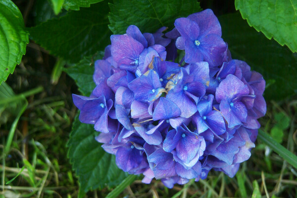紫陽花の残り花