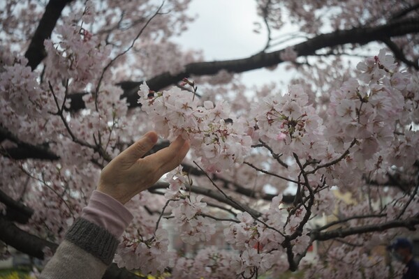 桜と触れ合い