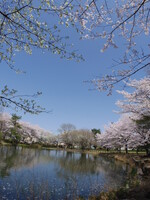 桜の水辺