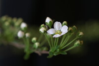 ミクロの白い花