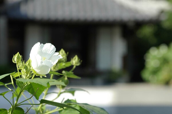 白い芙蓉のあるお寺