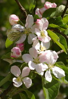Flowers of apple-trees and butterfly.